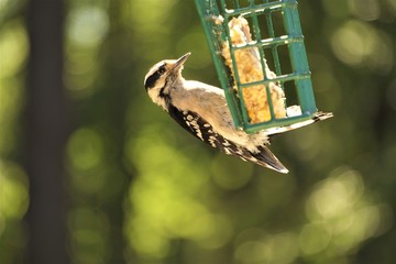 A female DOWNY WOODPECKER (Picoides pubescens) perching on the suet feeder enjoy eating and relaxing on the blurred garden background, Spring in Georgia USA.