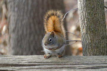 Red Squirrel