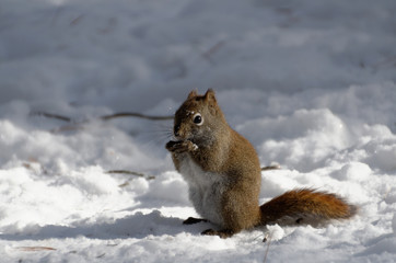 Red Squirrel in Winter