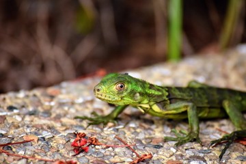 Iguana Solitaria