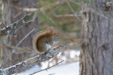 Red Squirrel
