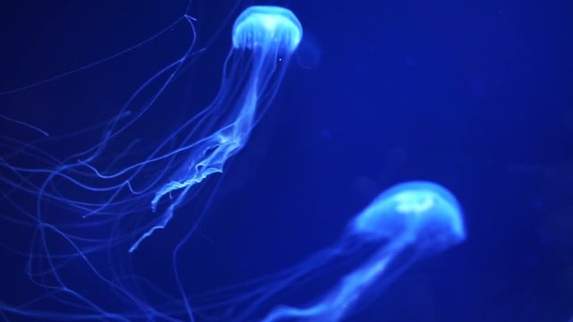 poison long tentacles jellyfish in aquarium sea close up