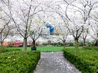 Blooming white pink cherry blossom trees in Pumphouse park in downtown New York City in spring. Nature background featuring trees with little white flowers. Flowering cherry trees.