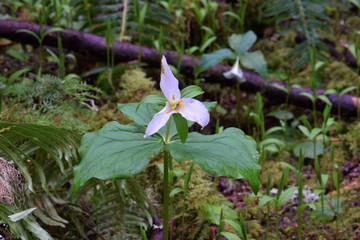 Forest Trillium 01
