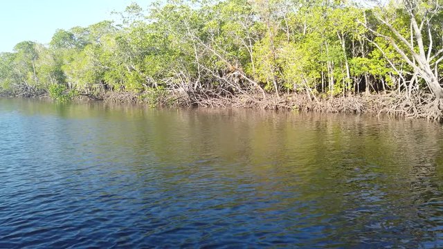 View of the Mangroves along the river in Port Douglas, Australia