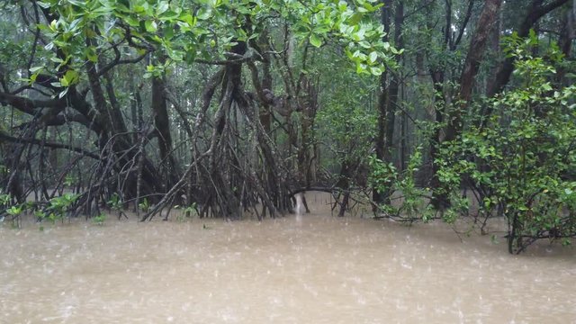 Mangroves in the Daintree Rainforest during monsoon season, Queensland, Australia