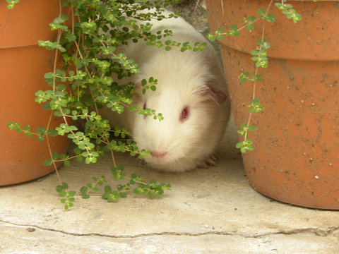 cobayo blanco 2
