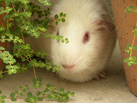 Cobayo blanco