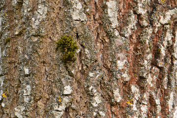 Black Tupelo Bark with Moss