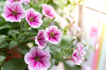 Beautiful Petunia