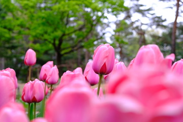 Obraz premium pink tulips in garden