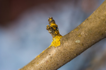 Bud flowering. Close up a white budding flower on tree branch on blurred nature background.