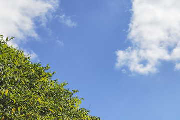 葉　空　雲　素材