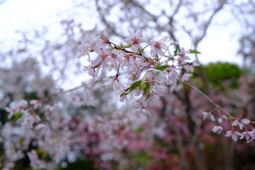 cherry blossom