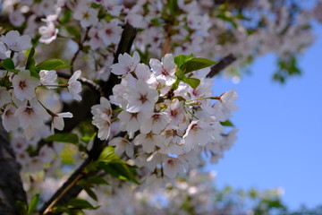 cherry tree blossom