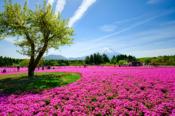 富士芝桜まつり