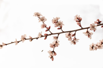 Peach blossoms in the park in early spring