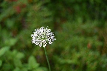 Chive flower - white