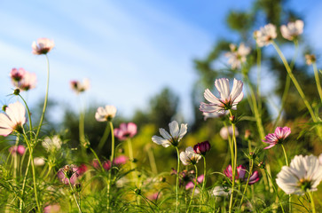 Gessang flowers on the roadside