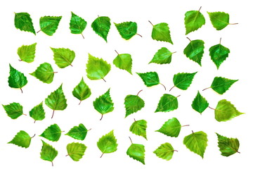 Natural green young birch leaves in chaotic order on white background with white square border....