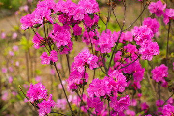 Beautiful bright pink blooming bushes of Rhododendron dauricum or Ledum in spring forest