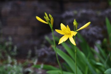 Yellow lily flower