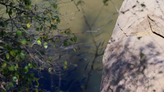 Static shot of Smallmouth Yellowfish swimming in a river.