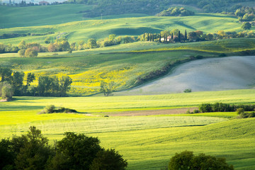 Fototapeta na wymiar Val d'Orcia landscape in spring. Hills of Tuscany. Cypresses, hills, yellow rapeseed fields and green meadows. Val d'Orcia, Siena, Tuscany, Italy - May, 2019.
