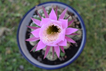 Flor desértica de cactus color rosa