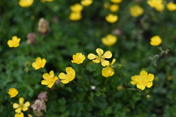 Butter cup at street side in Vancouver