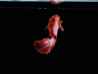 Betta Fighting fish of Thailand