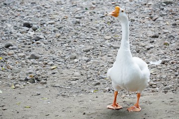 Obraz premium white goose/swan on the beach
