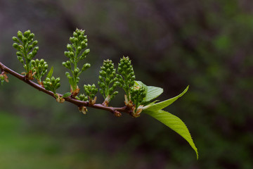Macro view of immature flower buds emerging on an Amur cherry tree in spring