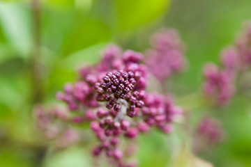 Macro view of immature flower buds emerging on a Persian lilac bush in spring