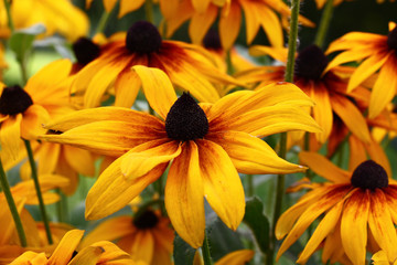 Rudbeckia in yellow and brown tones create the big bright stain in a garden.
