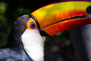 tropical American bird