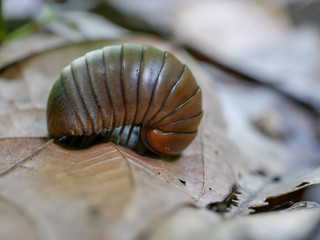 pill millipede (Anisomorpha). pill millipede