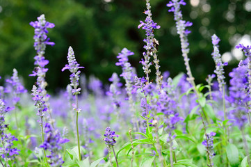 東京都新宿区の公園に咲くラベンダー