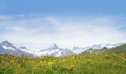 Alpine peaks of Grindelwald and Jungfrau. Landskape background of Bernese highland. Alps, tourism, journey, hiking concept.