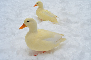 雪, アヒル, コールダック, 散歩, 白い, 純白, 大雪, 豪雪, 動物無料, フリー, 動物園, 物園, duck, 可愛い, ペット, ふれあい, とり, 嘴, cute, funny, 水鳥, 水禽, カモ, 冬, 雪景色