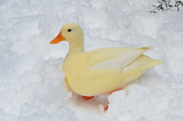 雪, アヒル, コールダック, 散歩, 白い, 純白, 大雪, 豪雪, 動物無料, フリー, 動物園, 物園, duck, 可愛い, ペット, ふれあい, とり, 嘴, cute, funny, 水鳥, 水禽, カモ, 冬, 雪景色