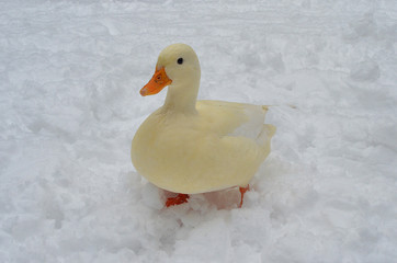 雪, アヒル, コールダック, 散歩, 白い, 純白, 大雪, 豪雪, 動物無料, フリー, 動物園, 物園, duck, 可愛い, ペット, ふれあい, とり, 嘴, cute, funny, 水鳥, 水禽, カモ, 冬, 雪景色