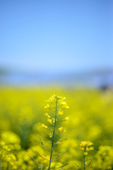 Obraz premium 茨城県ひたちなか市の公園に咲く満開の菜の花