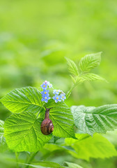 little snail on green leaf and flowers. beautiful scene of nature - snail crawling on leaf. purity of nature, care about the world. concept of ecology, Animal. close up. soft selective focus. 