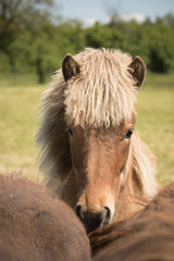 Obraz premium Windfarbenes Islandfohlen