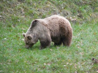 European brown bear,Ursus arctos...