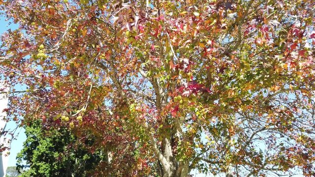 Spectacular spectrum of colours on these autumn trees and leaves