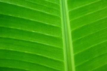 Banana leaves that are still stuck on the tree, photographed during the day