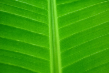 Banana leaves that are still stuck on the tree, photographed during the day