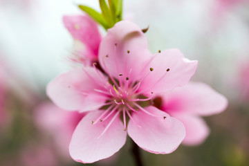 Close up the peach flowers